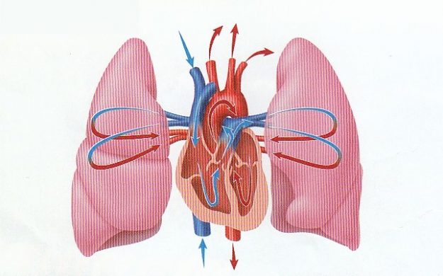 Heart and Lungs
