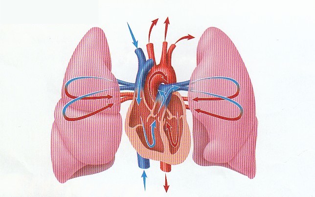 heart-and-lung-auscultation-for-the-correctional-nurse-the