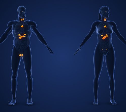 Male and Female Endocrine System