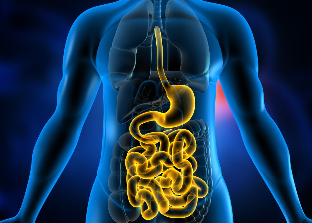 Correctional nursing basics the digestive system the correctional